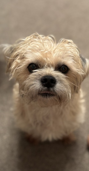 To show you my cat and her kittens for distraction and stress relief purposes?