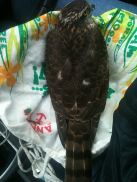 I saved a swift - and I liked it!