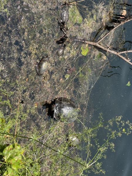 Come and tell us your dull and unexciting news 33: Calmly through the day