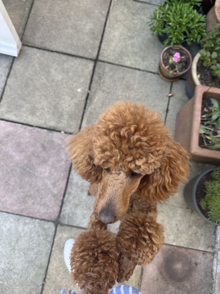 What is your dog's eating schedule?