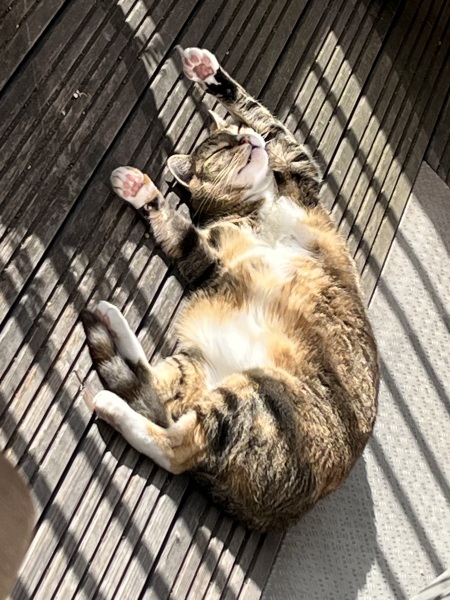 The One after the One where the Excellent Cats posed for a calendar