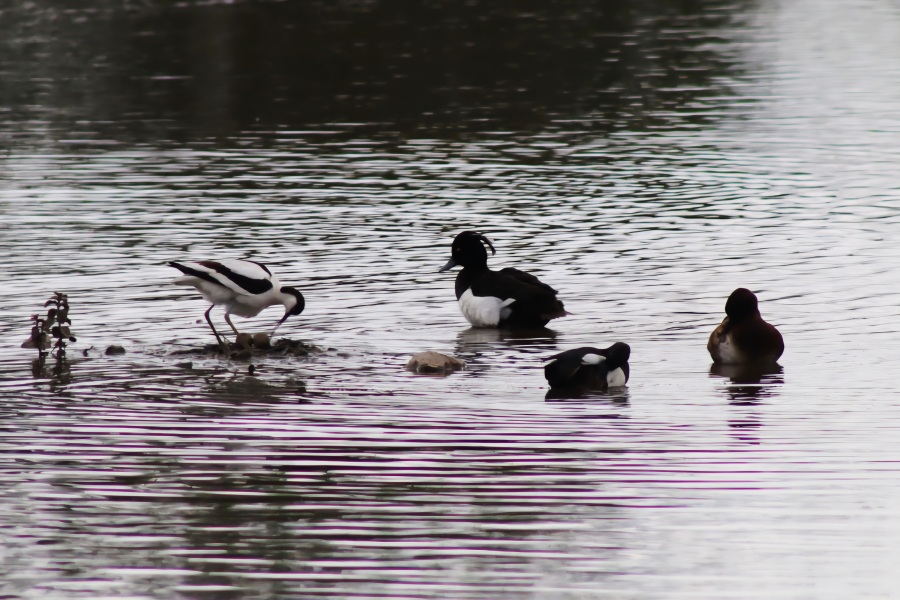 Merlin App Appreciation plus General Birding Chat