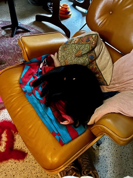 Thought one of our black cats was awake and looking at me, then realised….