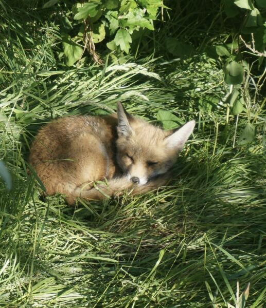 Can we talk about my fox family please?