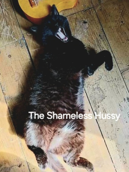 Roond and roond and up and doon - the Excellent Cats roam aboot