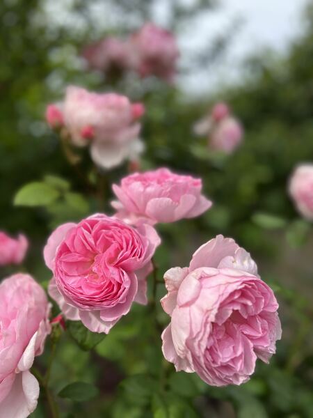 Alternatives for David Austin rose 'Munstead Wood'?
