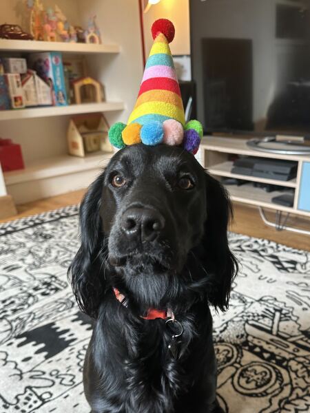 Adolescent Dog Survival Thread - for teenage dirtbags