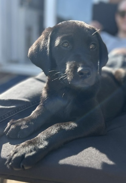 Remind me why I don’t want a puppy