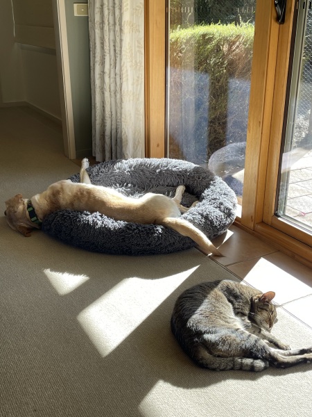 To show you my cat and her kittens for distraction and stress relief purposes?