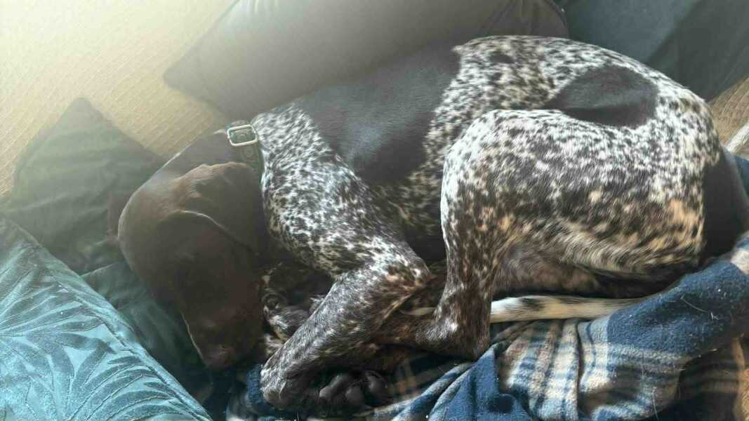 Thread 25 Starmer - Cheers for a falling out among thieves