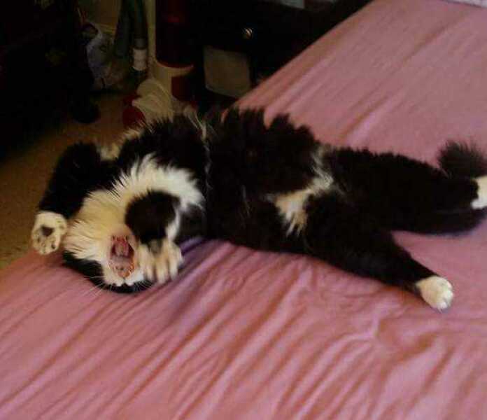 The One after the One where the Excellent Cats posed for a calendar