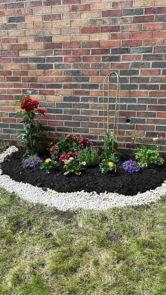 Campanulas and hydrangea not doing great