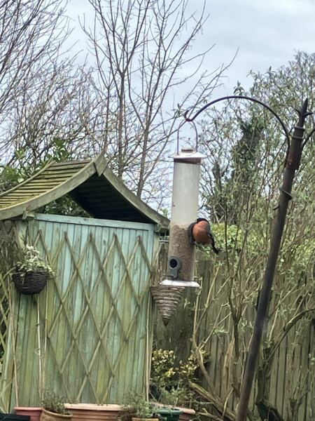 Merlin App Appreciation plus General Birding Chat