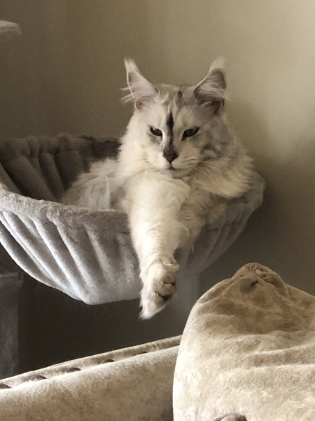 To show you my cat and her kittens for distraction and stress relief purposes?