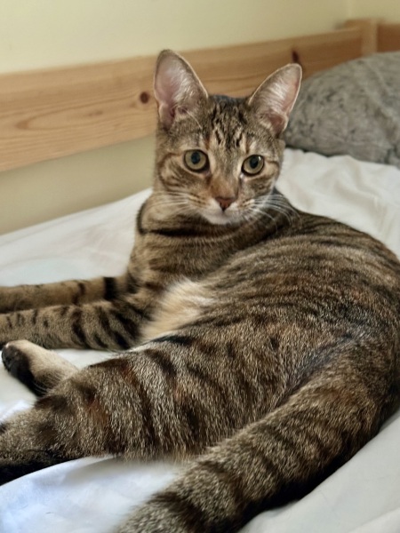 Roond and roond and up and doon - the Excellent Cats roam aboot