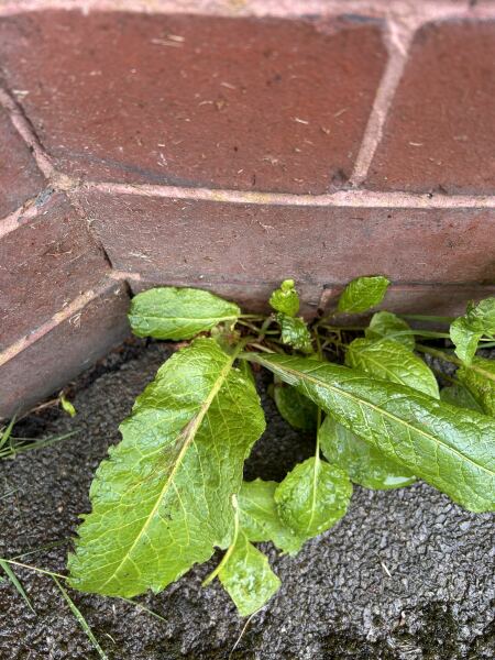 Best tool (power or otherwise) to get rid of weeds/grass at the base of a curved wall