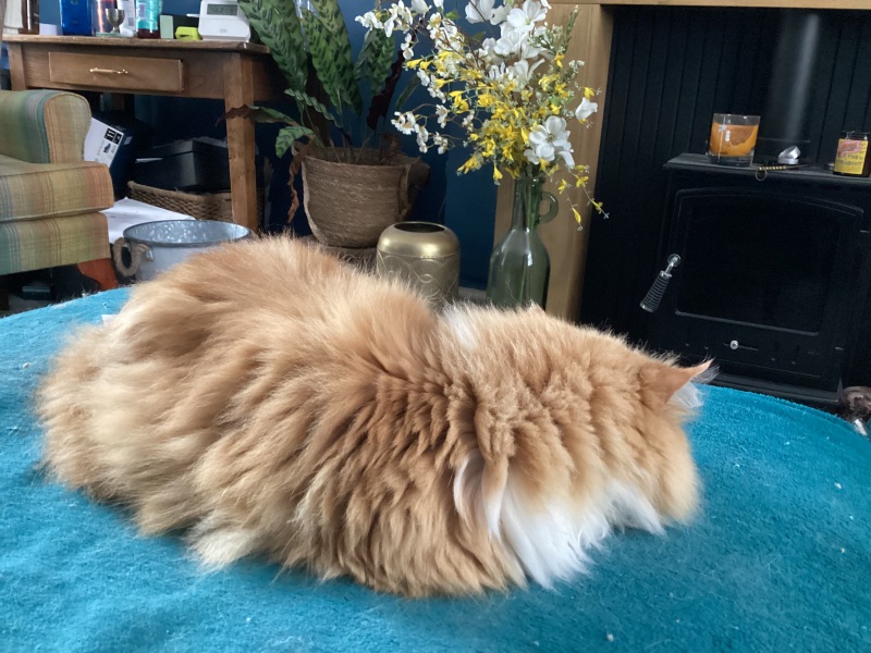 Thread 26 Starmer: Cats, Rebels and Orange Chaos