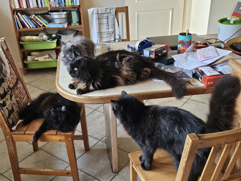 Roond and roond and up and doon - the Excellent Cats roam aboot