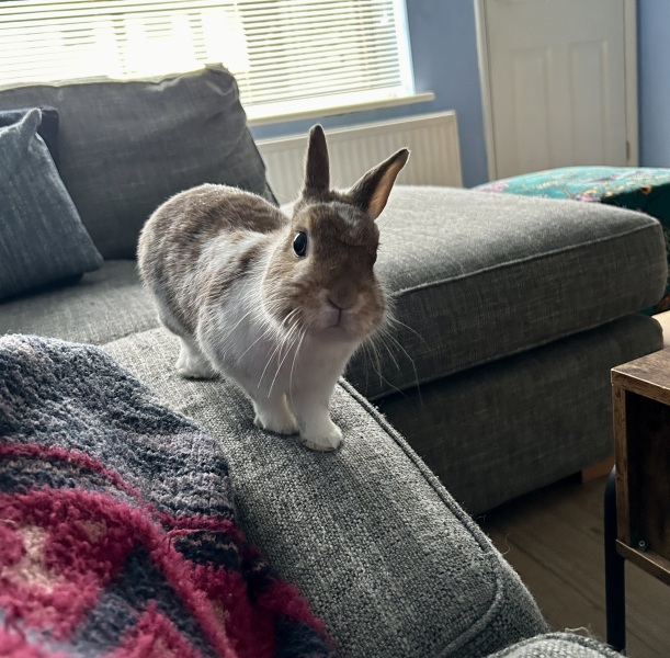 Rabbit rescue targeted by TRAs