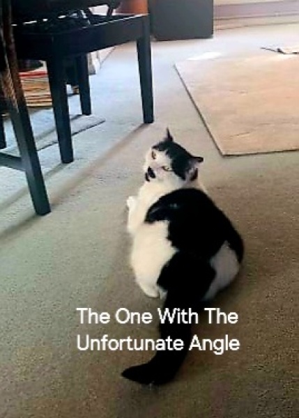 Roond and roond and up and doon - the Excellent Cats roam aboot