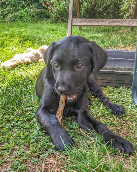 Adolescent Dog Survival Thread - for teenage dirtbags