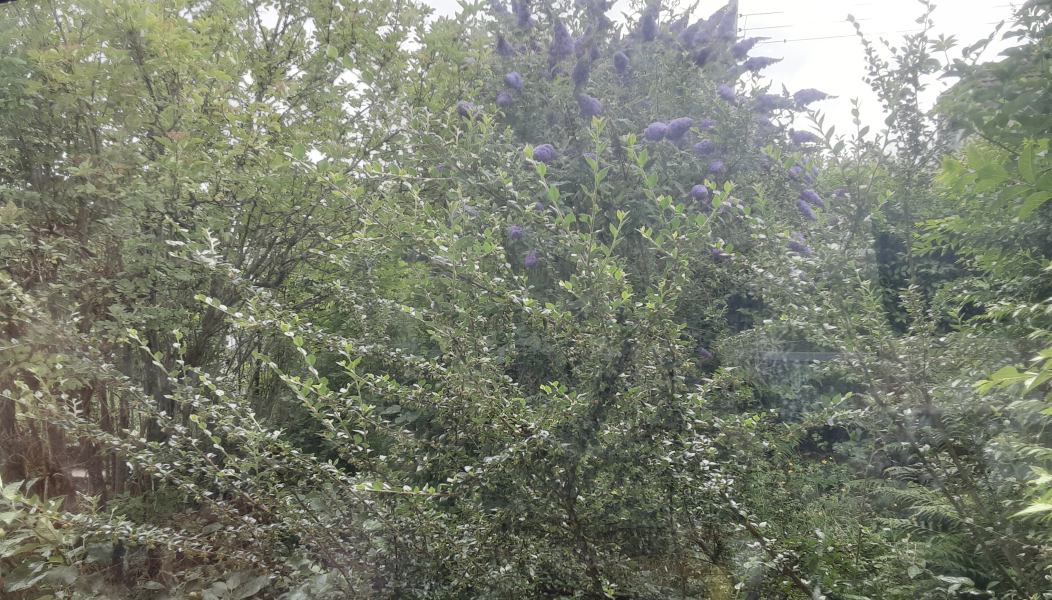 Genuinely upset at this wildflower destruction