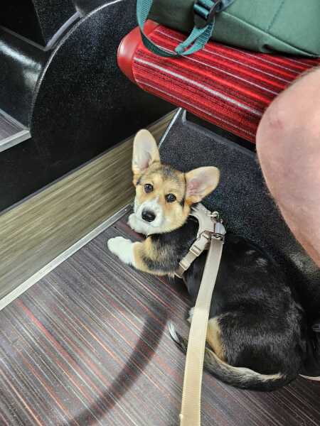 Dogs everywhere!