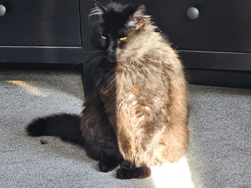 Roond and roond and up and doon - the Excellent Cats roam aboot