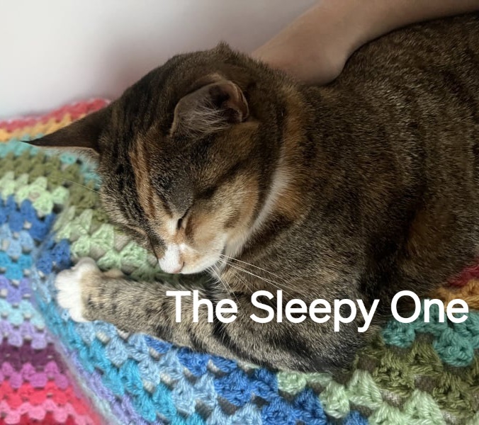 Roond and roond and up and doon - the Excellent Cats roam aboot