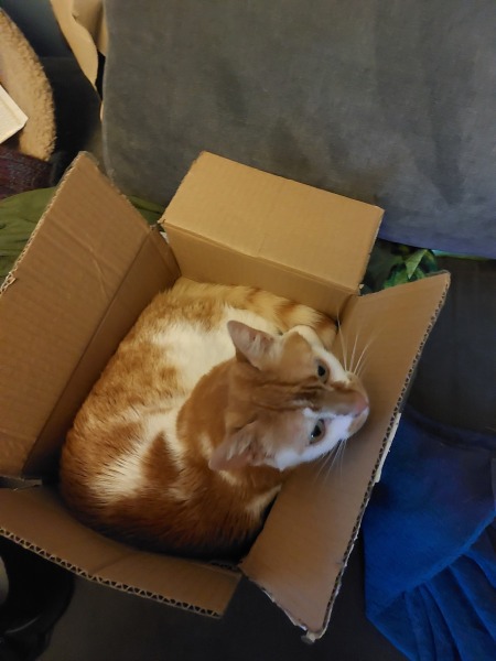 Thread 26 Starmer: Cats, Rebels and Orange Chaos