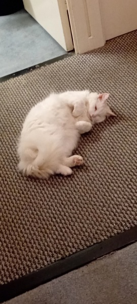 Roond and roond and up and doon - the Excellent Cats roam aboot