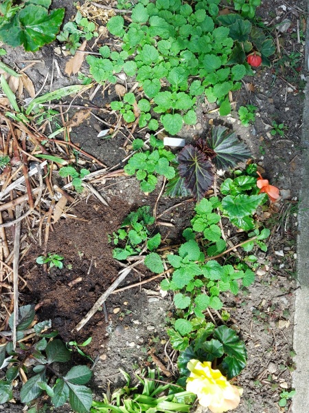 Are these poppy seedlings?