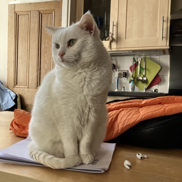 Am I ready for a cat/kitten?