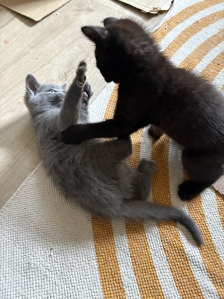 Bringing home 2 kittens on Sunday - what have I forgotten?!