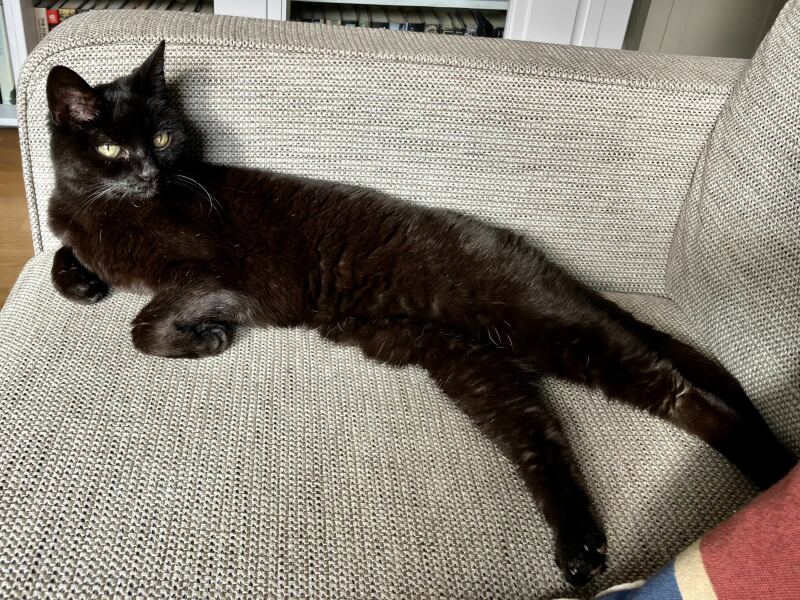 Roond and roond and up and doon - the Excellent Cats roam aboot