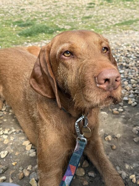 What is your dog's eating schedule?