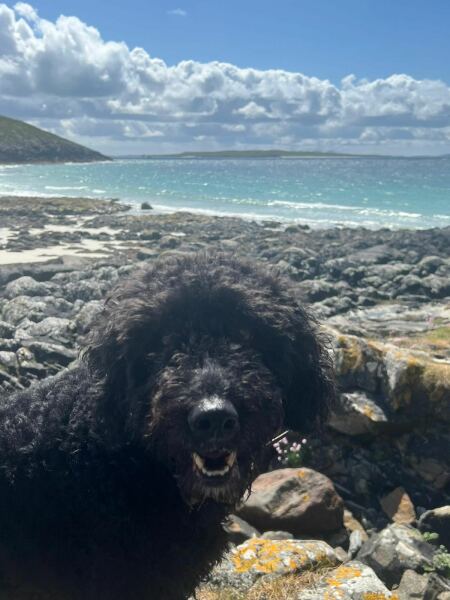 To show you my cat and her kittens for distraction and stress relief purposes?