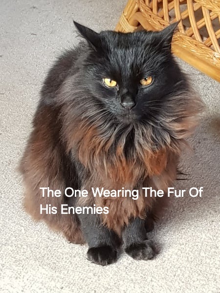 Roond and roond and up and doon - the Excellent Cats roam aboot