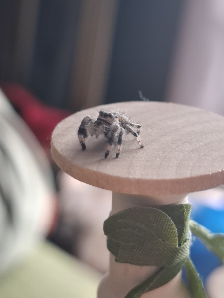 My new jumping spider.