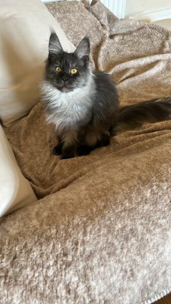 To show you my cat and her kittens for distraction and stress relief purposes?