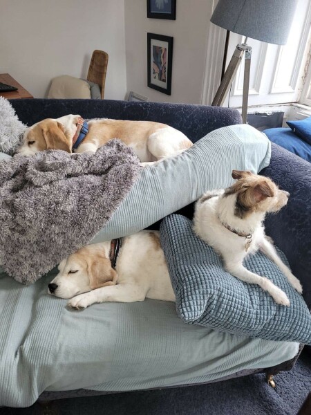 What breed of dog wouldn’t you have again?