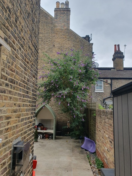 Neighbour's buddliea leaning on my shed