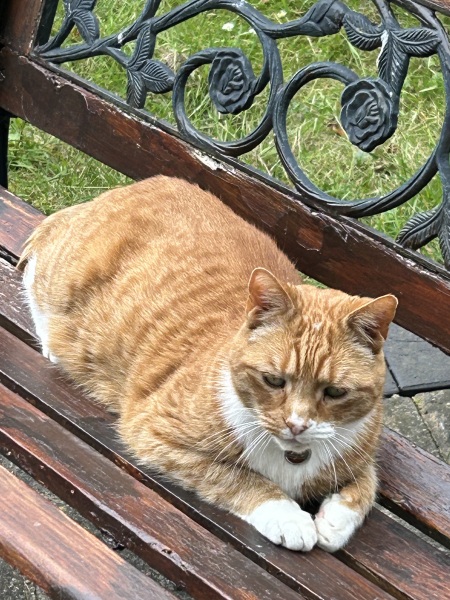 Roond and roond and up and doon - the Excellent Cats roam aboot