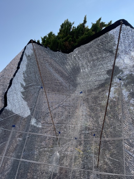 Adolescent Dog Survival Thread - for teenage dirtbags