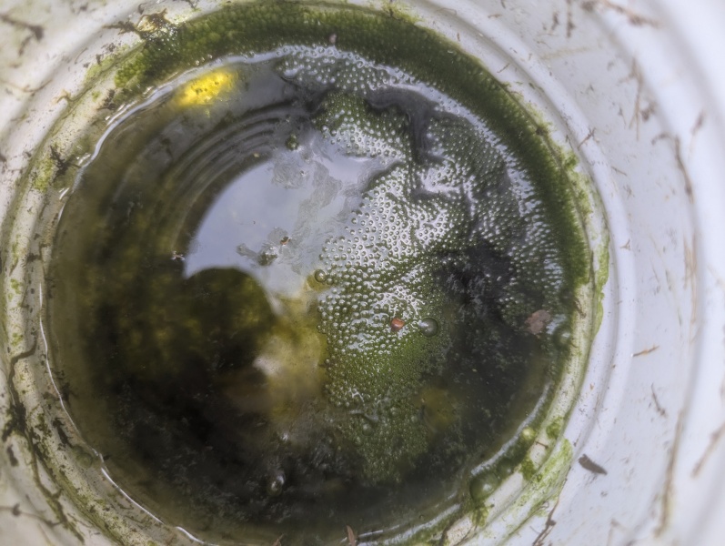 If this isn't frog spawn what is it?