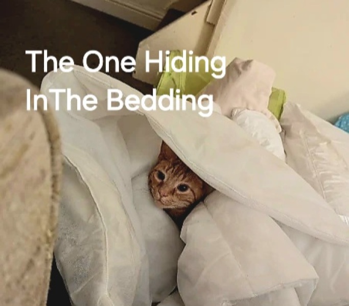 The One after the One where the Excellent Cats posed for a calendar