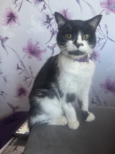 To show you my cat and her kittens for distraction and stress relief purposes?