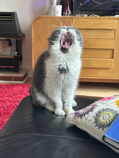 Pampered, Persian, Princess Penelope