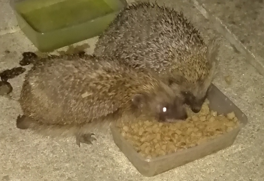 Is this hedgehog poo?