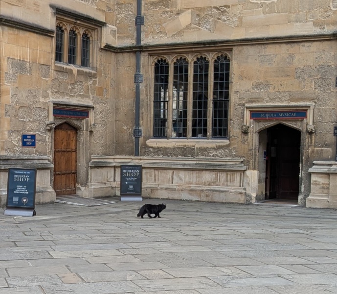 Roond and roond and up and doon - the Excellent Cats roam aboot